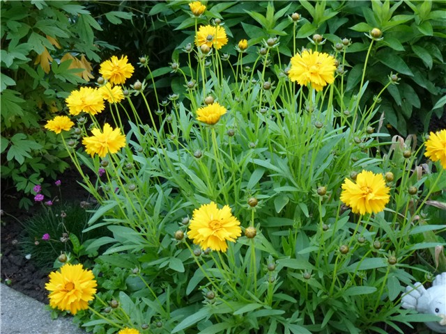 Coreopsis Sunray